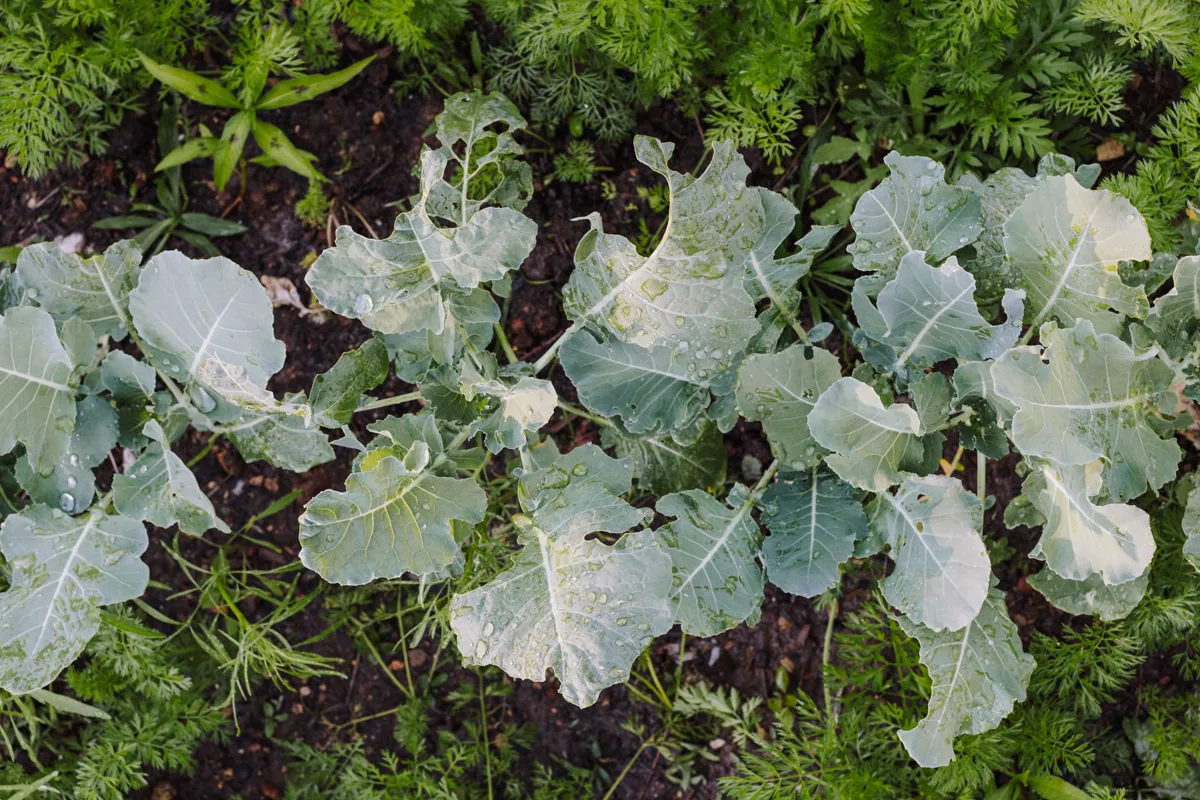 Bed with brassicas and carrots growing mixed together rather than in blocks