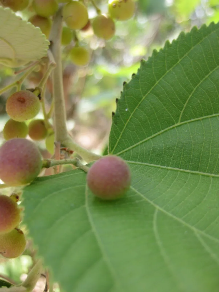Small round purple-red berries ripening along a branch with toothed leaves