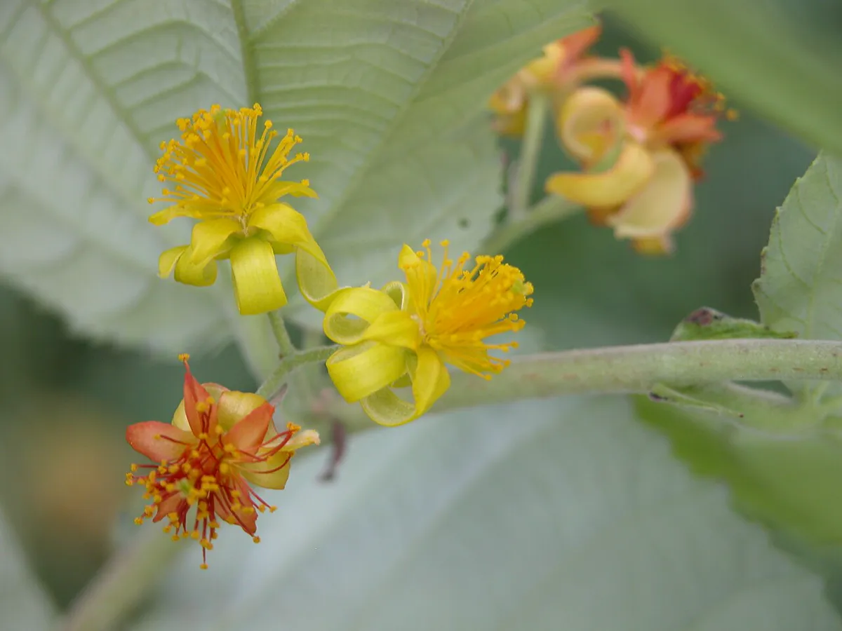 Small yellow flowers with many stamens open along a leafy branch