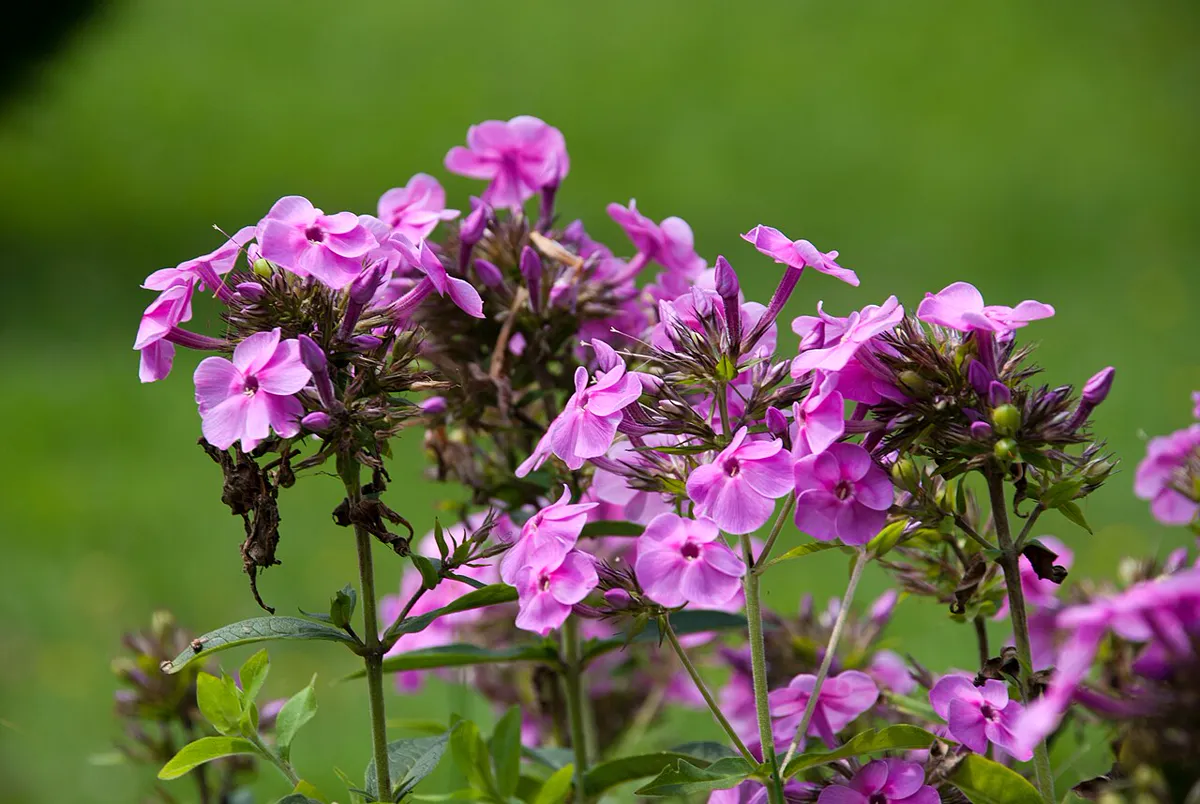 Large domed heads of pink-purple phlox flowers on upright stems