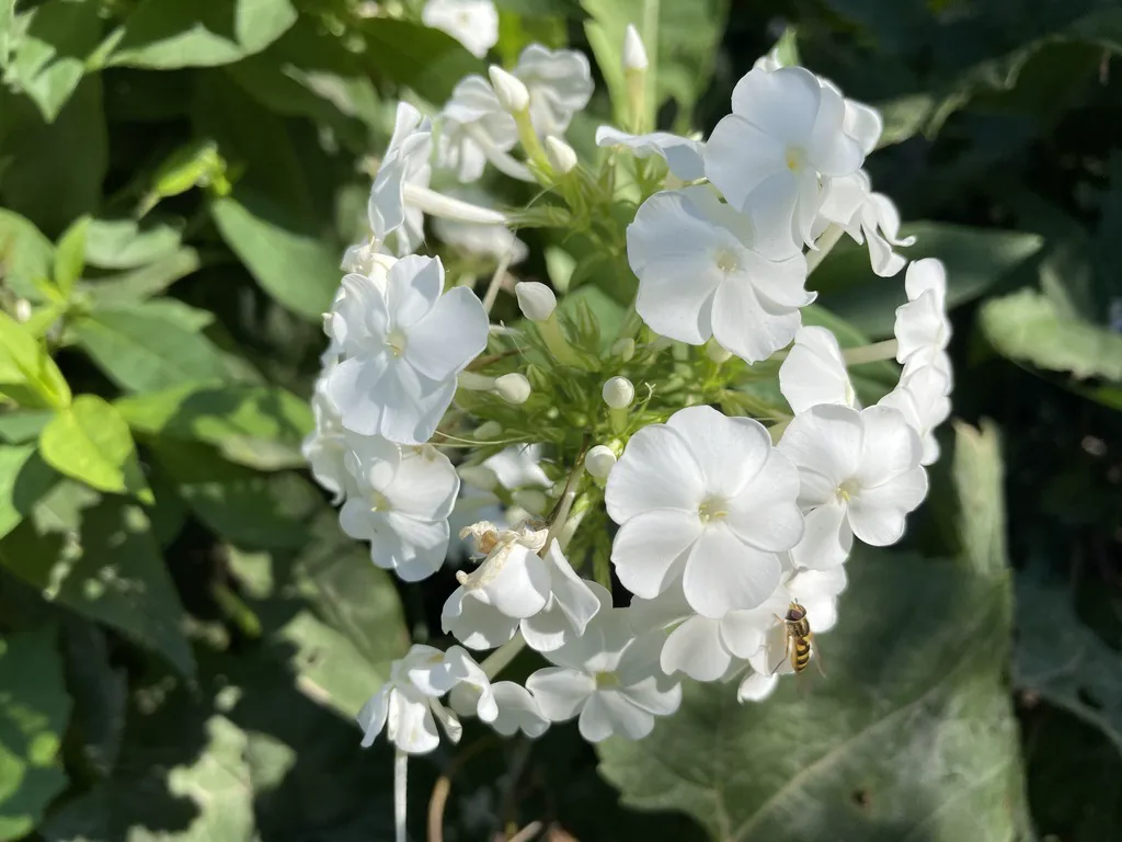 White phlox flower head with individual five-petalled florets