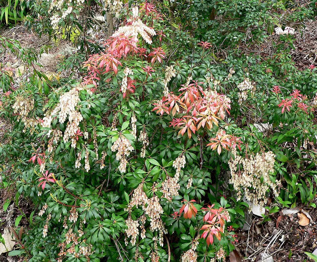 Shrub carrying drooping white flower chains alongside bright red new leaves