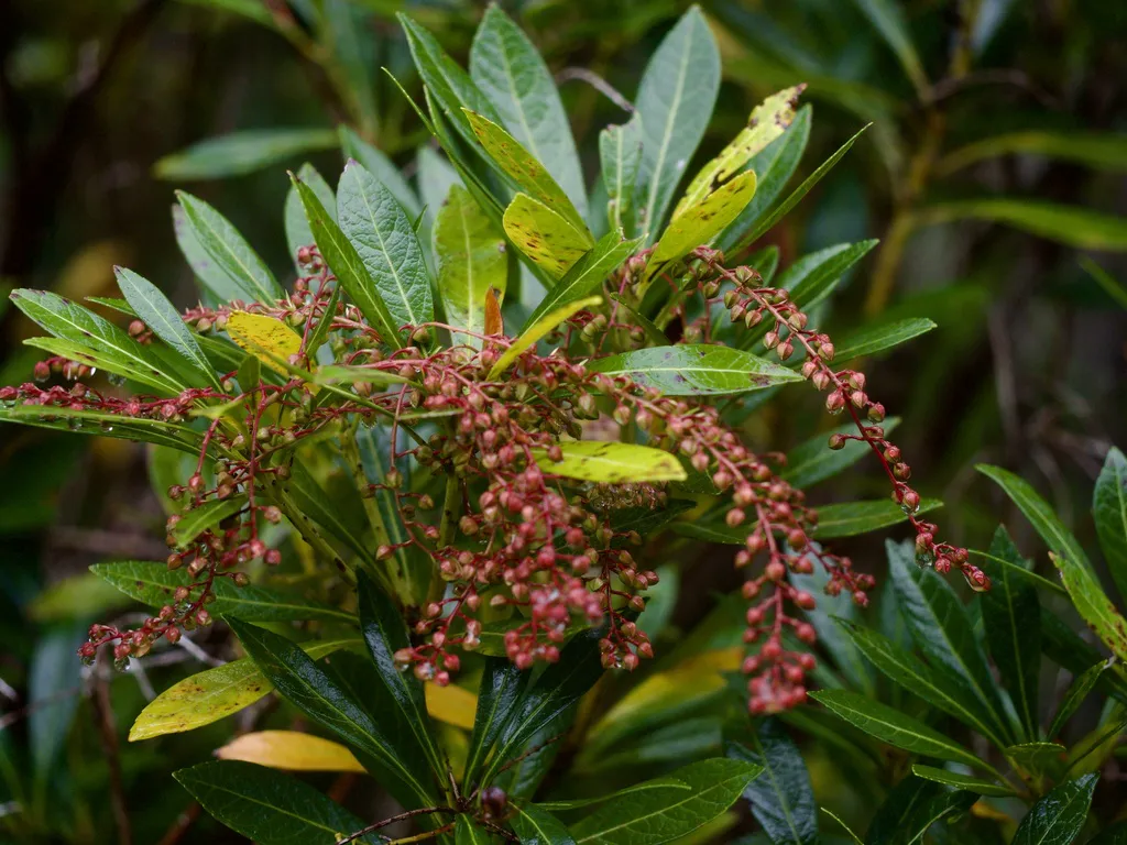 Dense sprays of pink flower buds hanging above narrow leathery leaves