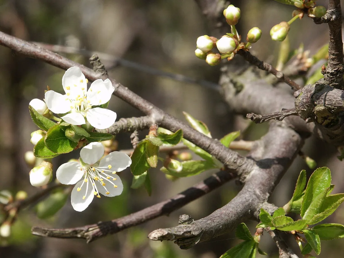 White five-petalled blossom open on a bare plum branch in spring