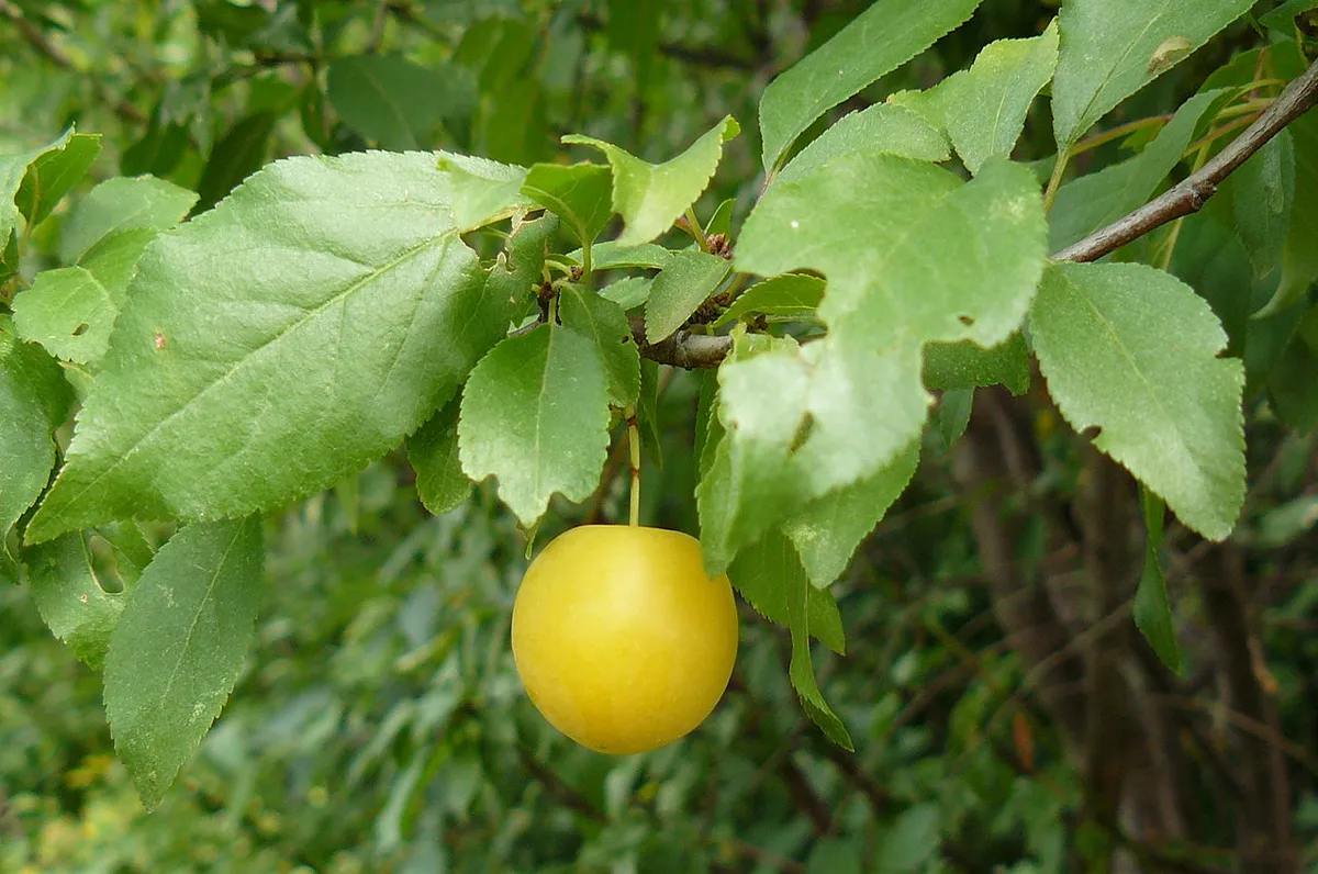 Single ripe yellow plum hanging among green leaves on a branch