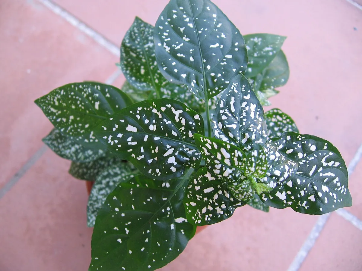 Potted polka dot plant with pink-spotted green leaves