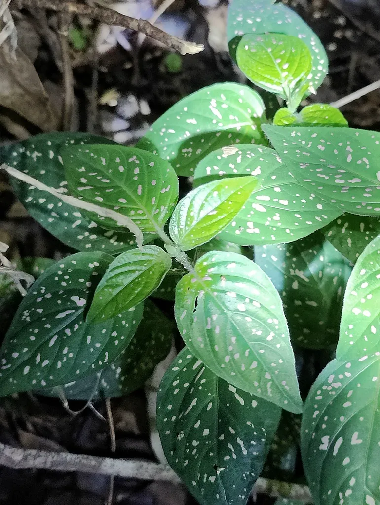 Polka dot plants forming a white-speckled groundcover