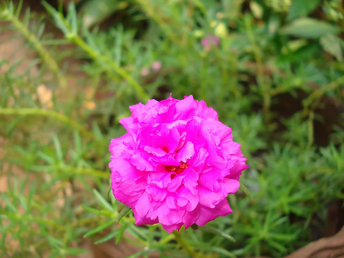 Bright magenta double portulaca flower above needle-like succulent leaves