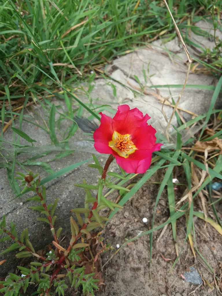Red portulaca flower with fleshy cylindrical leaves on gravelly soil