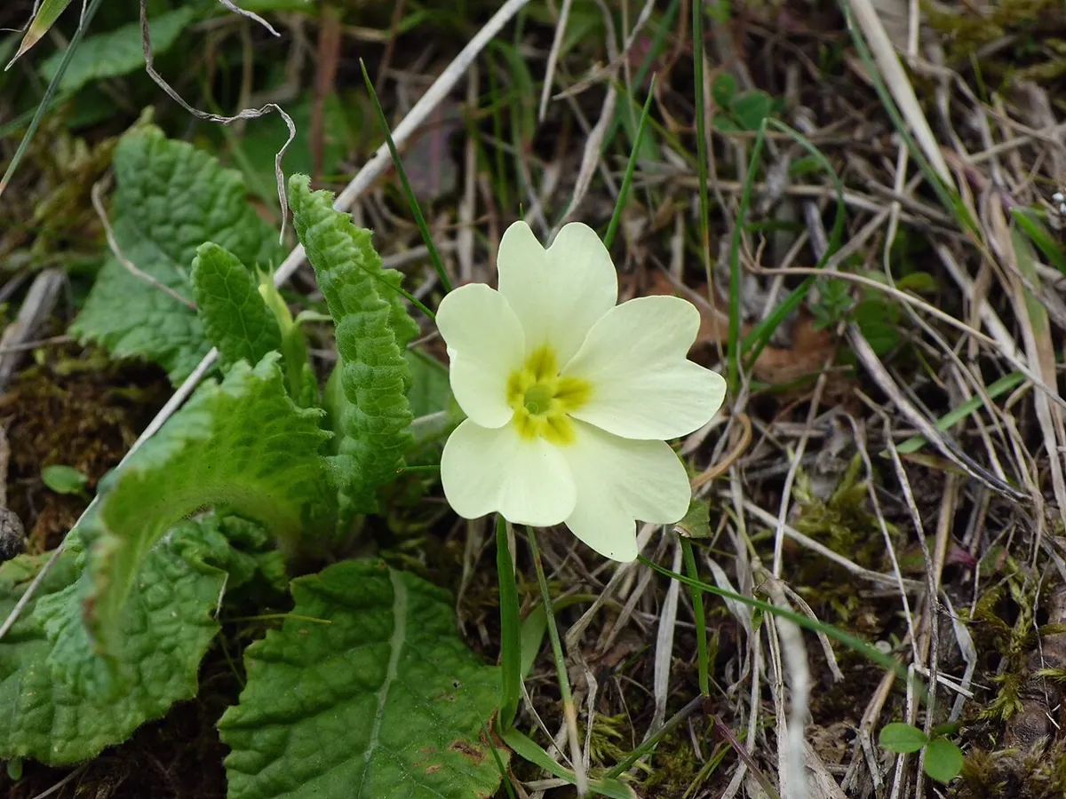 A pale yellow primrose with its rosette of crinkled leaves