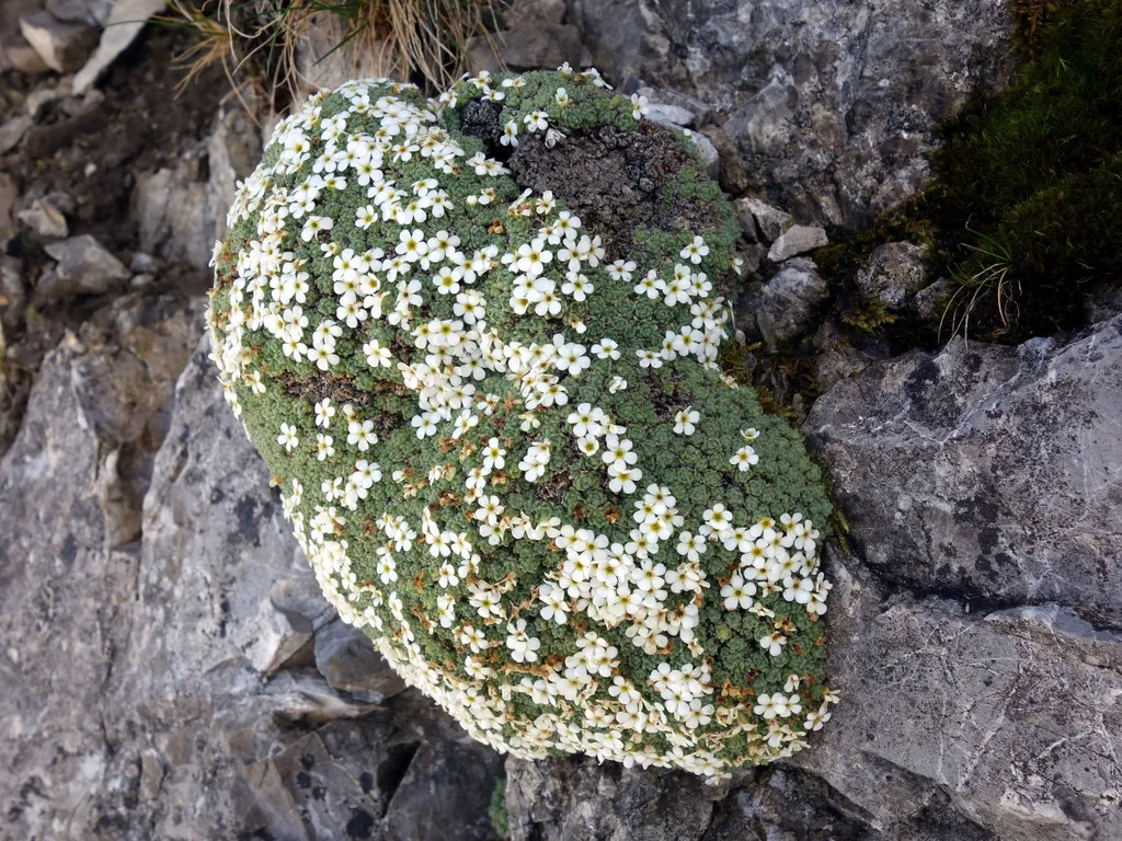 A white alpine primula forming a tight cushion on a rock