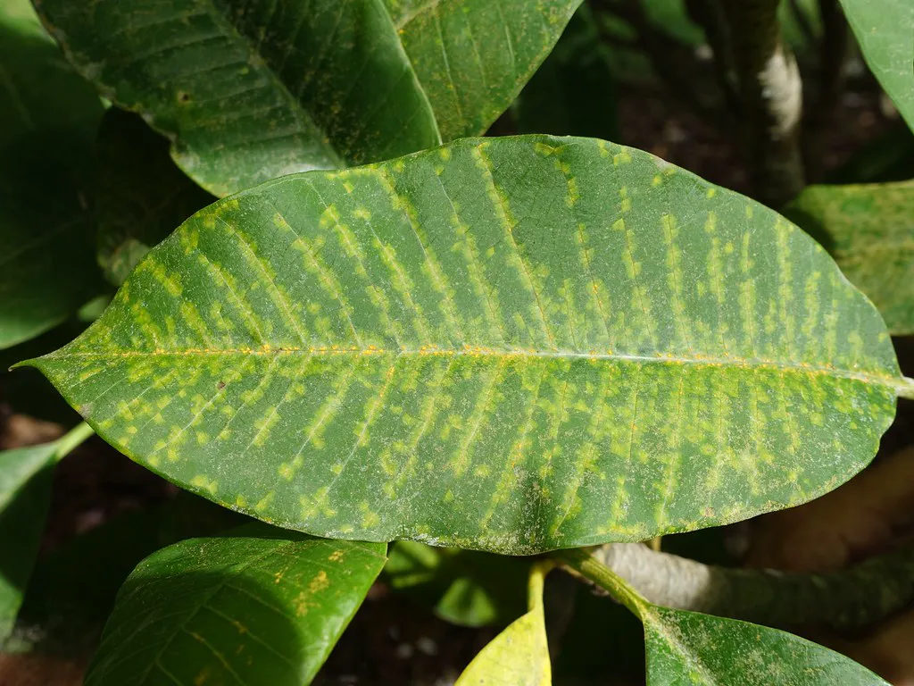 Frangipani leaf covered in yellow-orange pustules following the leaf veins