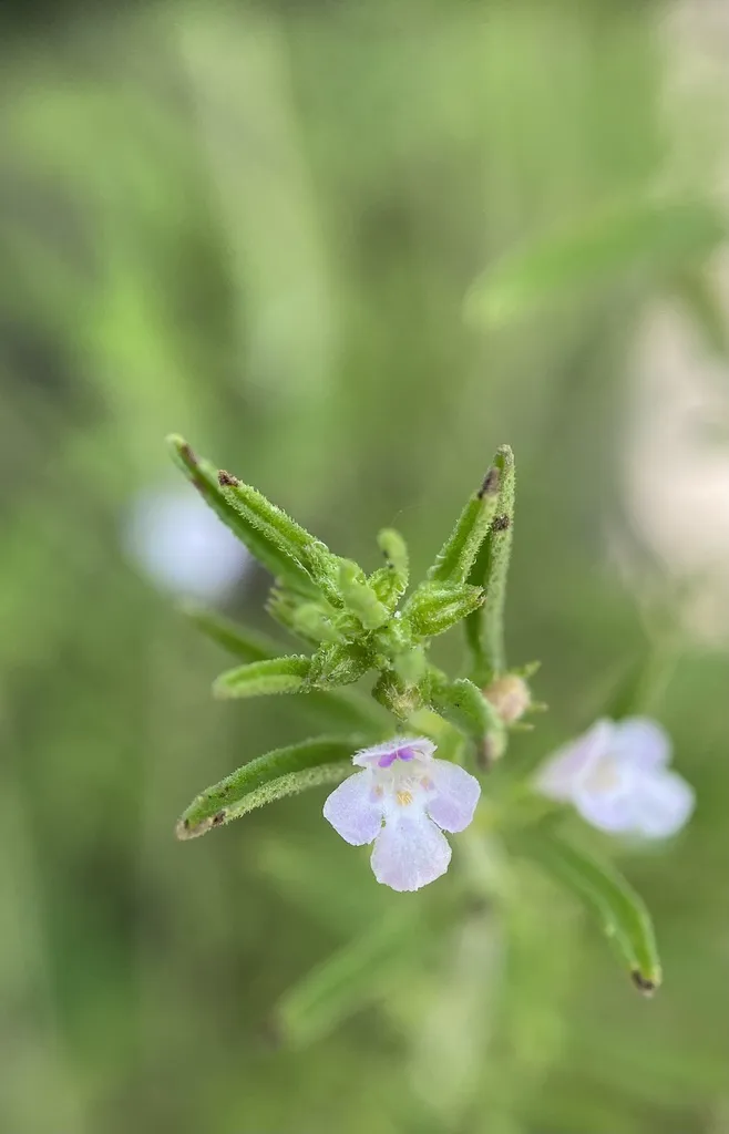 Close-up of a pale lilac summer savory flower and buds