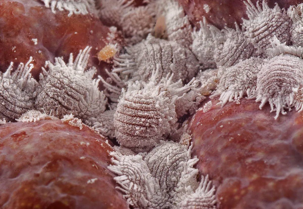 Macro view of waxy white scale insects clustered on a red fleshy plant surface