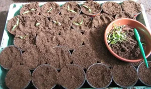 Seed Starting Mix