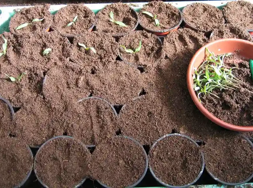 Seed starting mix — tray of pots filled with fine brown seed compost, some holding seedlings, beside a bowl of transplants