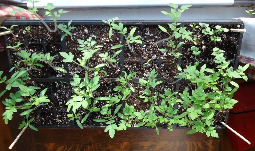 a seed tray of young tomato and basil seedlings raised in a light seedling mix