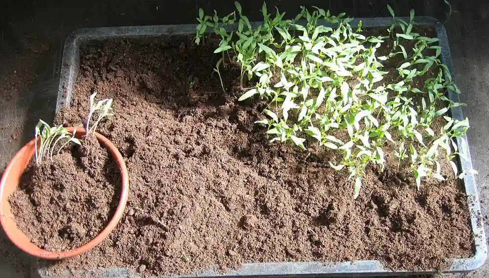 a tray of seedlings in fine mix with a pot of pricked-out young plants