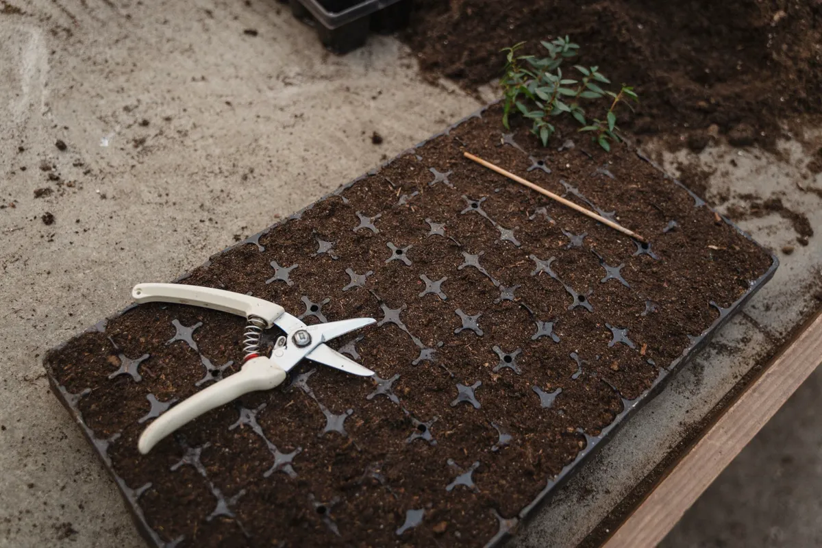 Plug tray filled level with fine dark on a potting bench beside secateurs