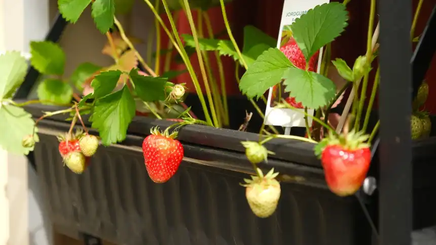 Ripe strawberries trailing over the edge of a black balcony planter box