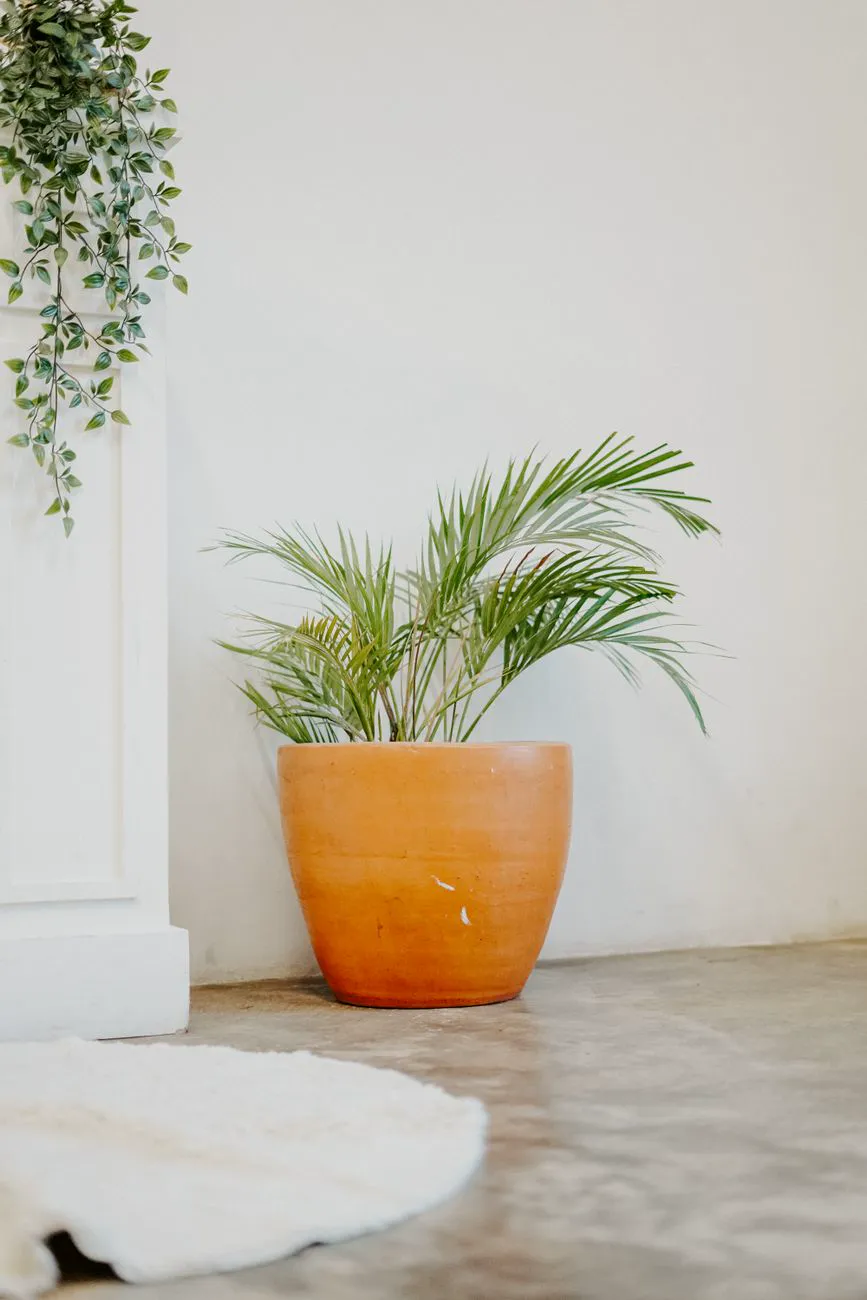 Areca palm growing in a large terracotta pot against a plain white indoor wall
