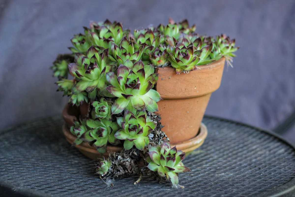 Rosettes filling a terracotta pot with offsets spilling over the rim