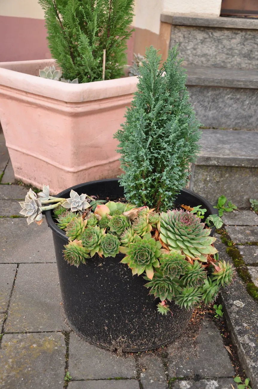 Hens and chicks rosettes spilling over the edge of a container with gritty soil