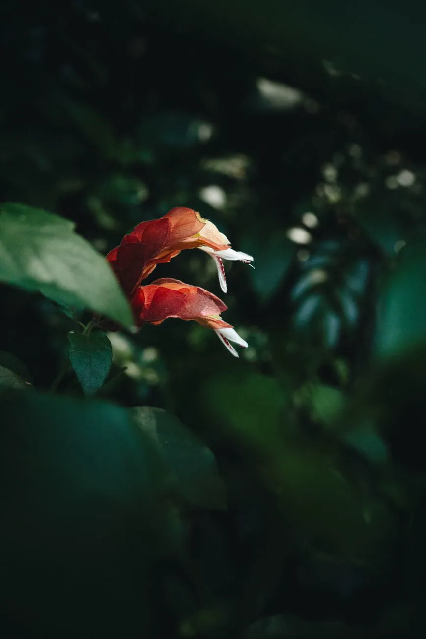 Salmon-red overlapping bracts of a shrimp plant with small white flowers emerging
