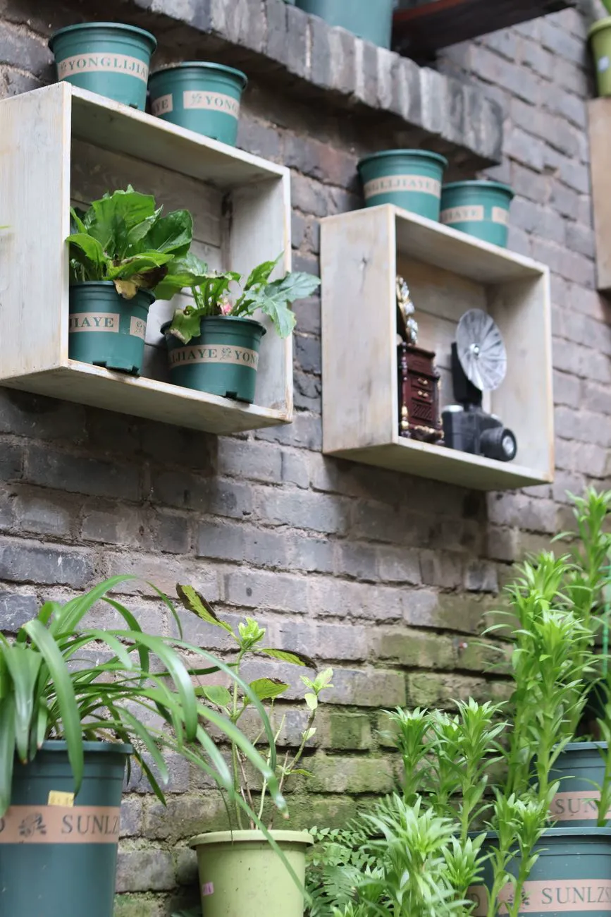Brick wall used for growing with wooden box shelves of potted plants and pots stacked below