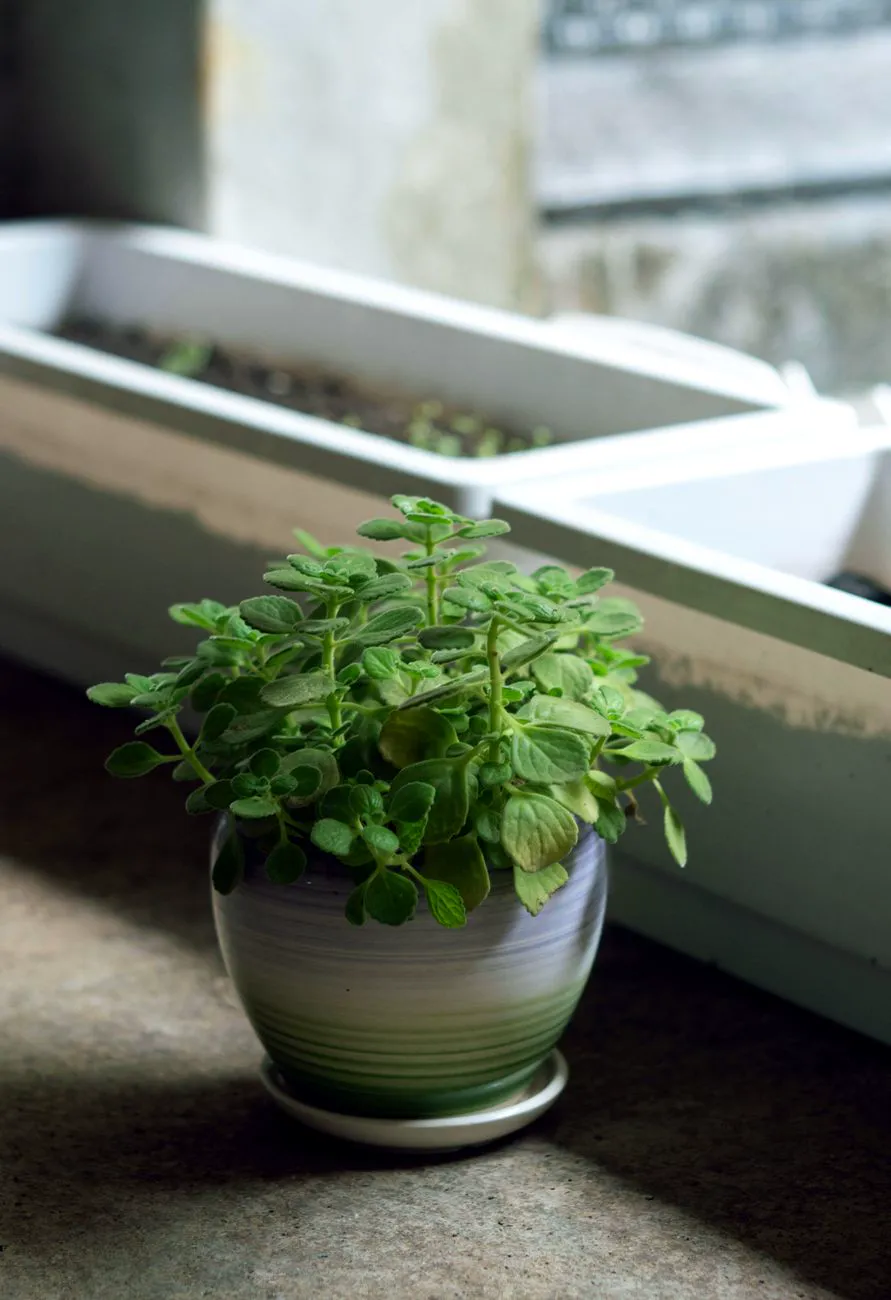 Small leafy plant in a striped ceramic pot on a windowsill beside an empty window box