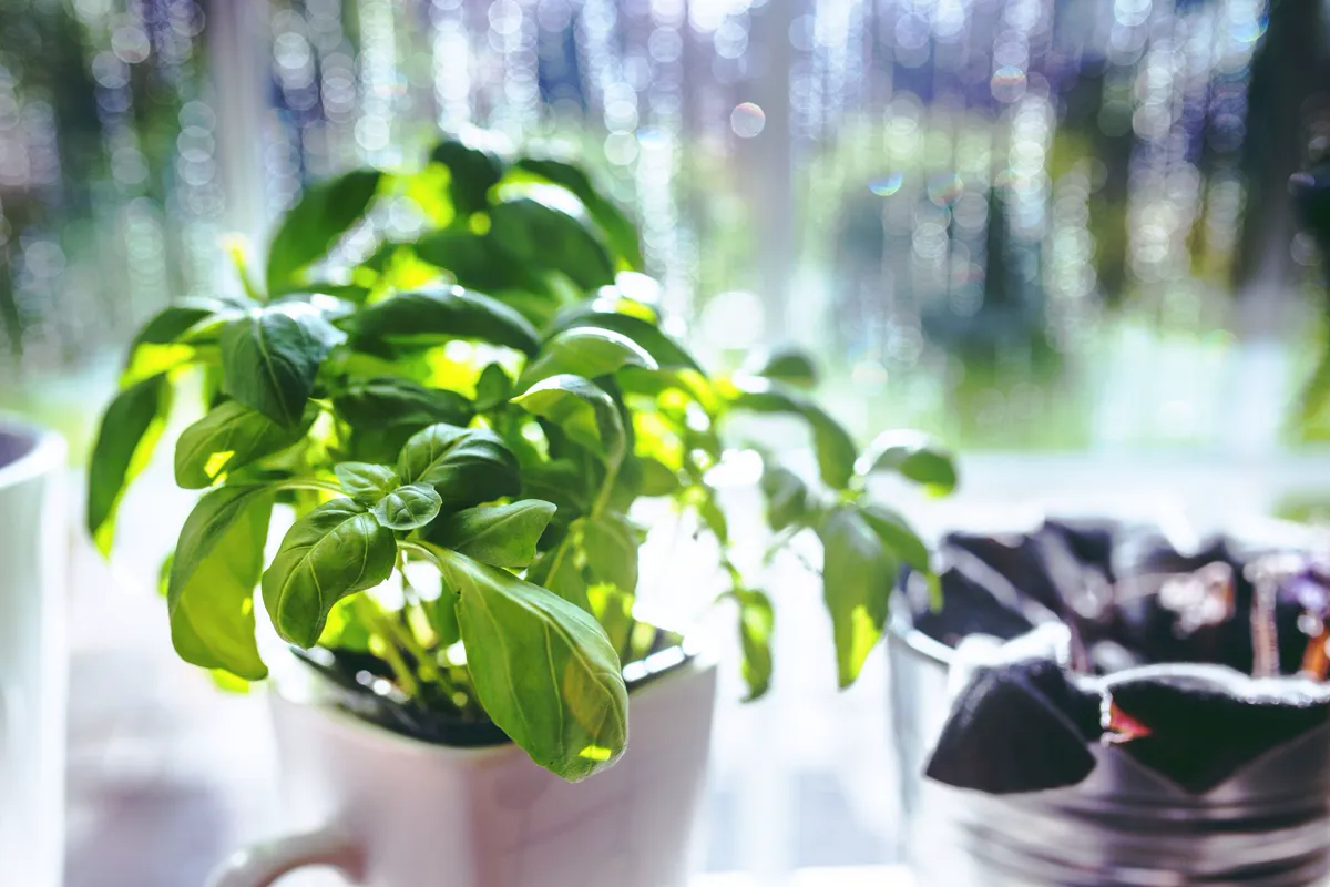 Basil growing in a small pot on a bright windowsill for indoor small-space gardening