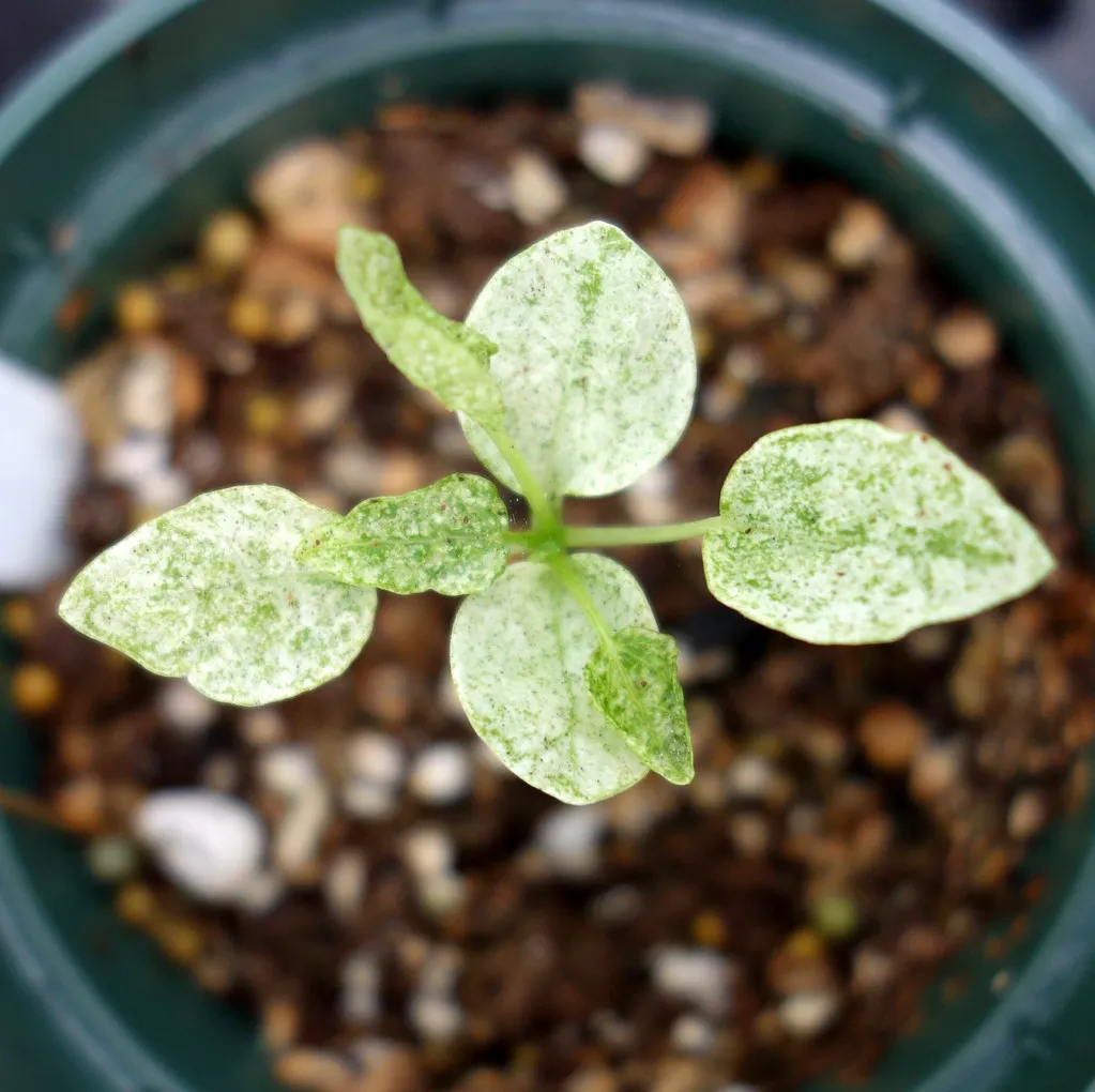 Seedling leaves silvered and speckled by spider mite feeding damage