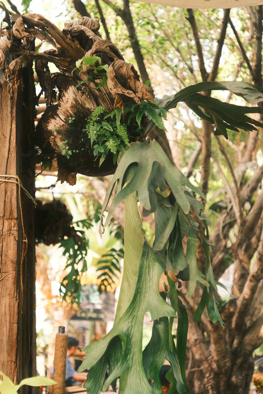 Staghorn fern mounted on a wooden slab with its antler-shaped fronds hanging down