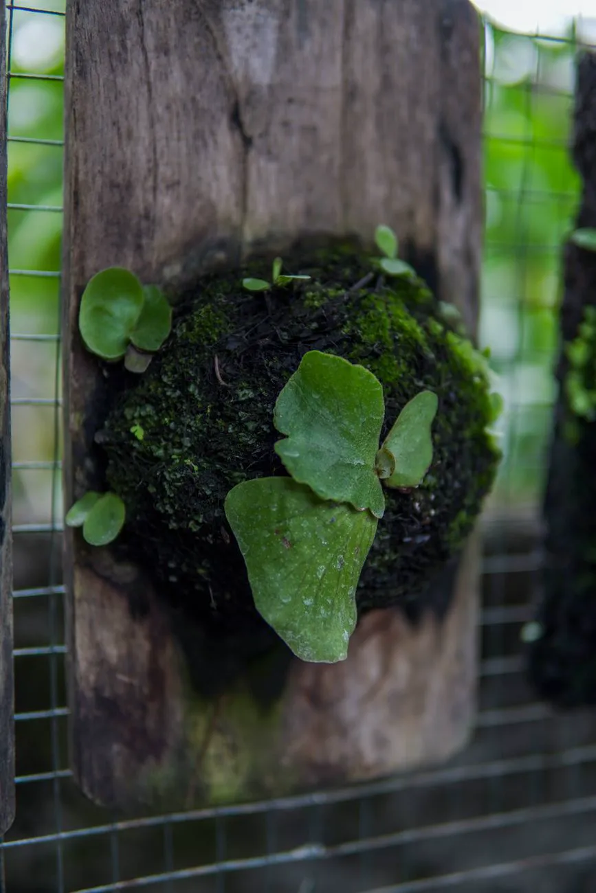 Young staghorn fern mounted on a wooden plank with its roots wrapped in a moss ball