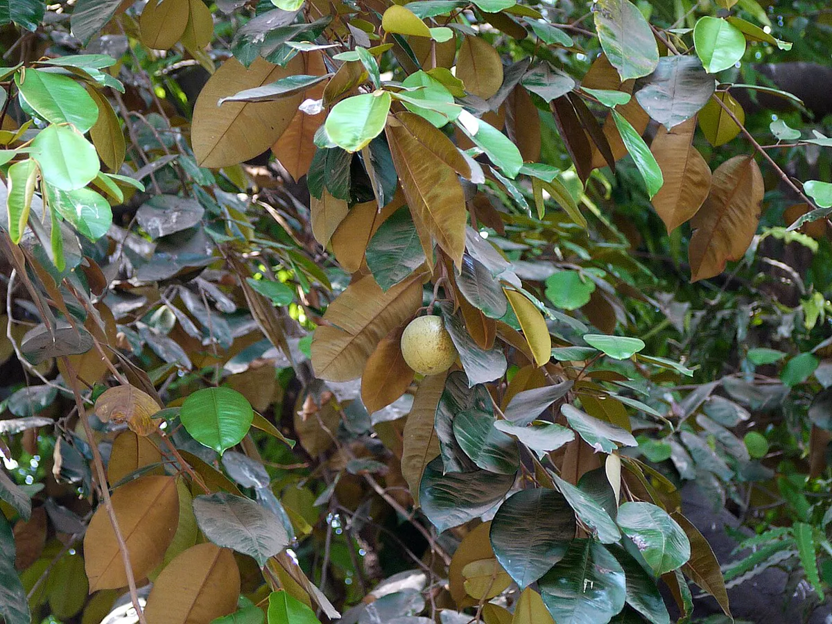 Star apple fruit hanging on the tree among leaves whose undersides shine golden-brown