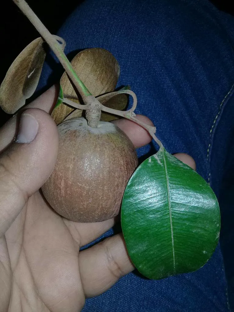 Hand holding a ripe beside a leaf showing its green top and golden underside