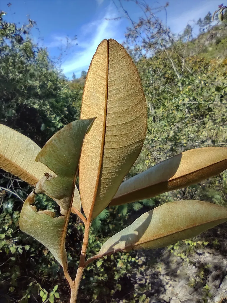 Leaves seen from below showing their velvety copper-gold undersides