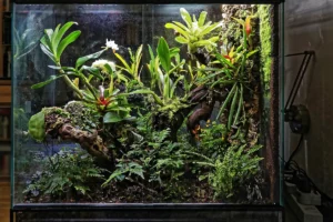 Terrarium Care