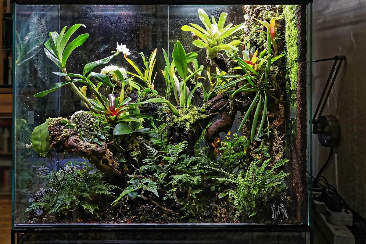Terrarium Care