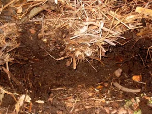Types of Soil for Gardening