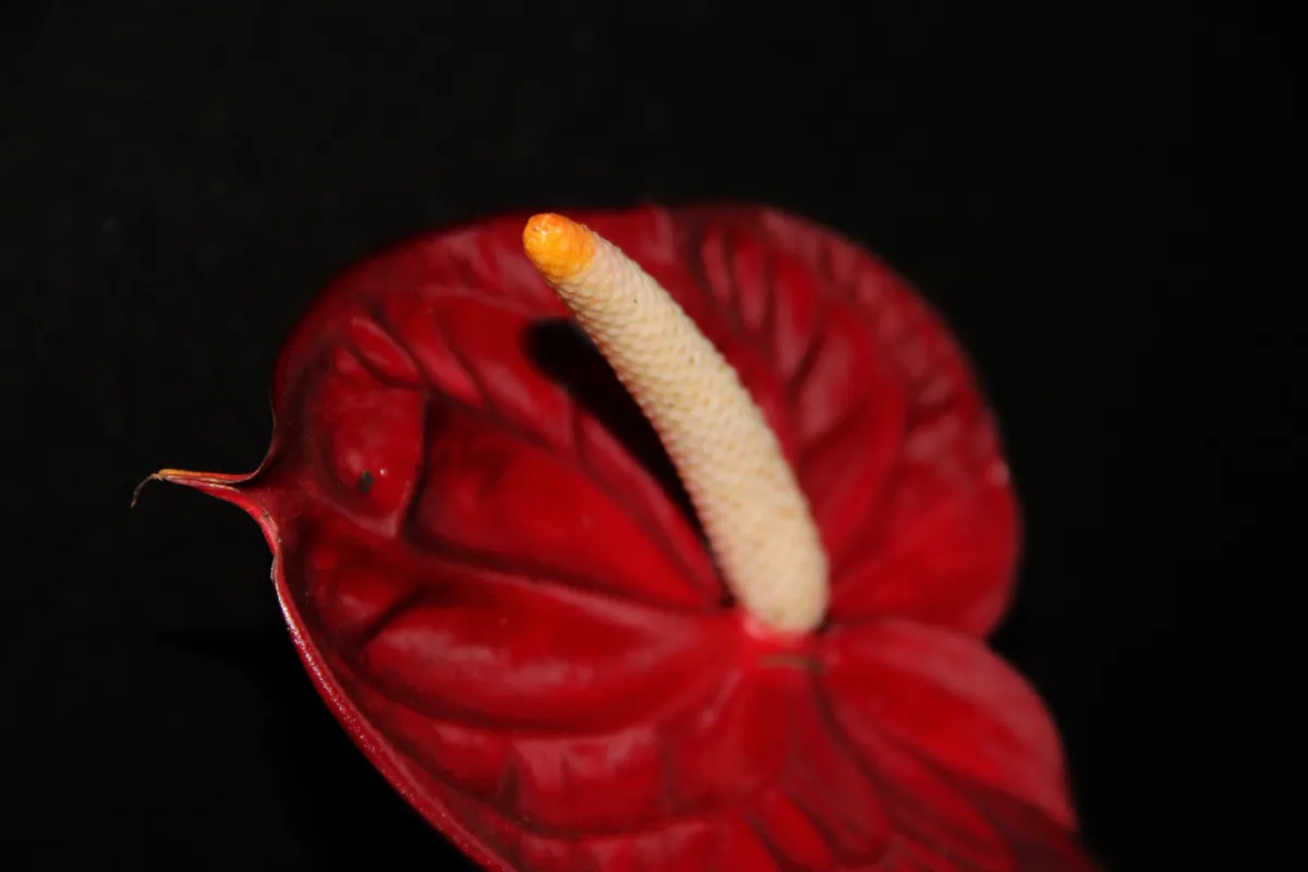 Deep red anthurium spathe with a cream spadix standing out against a black background