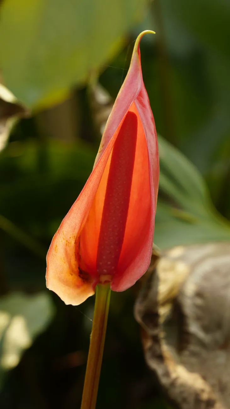 Ageing anthurium bloom with the spathe fading from red to green at the tip and browning.