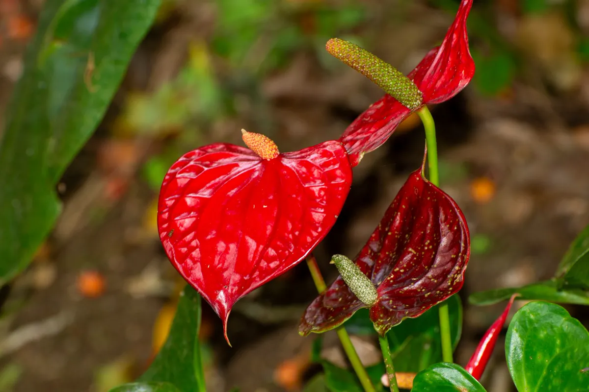 Anthurium blooms with dark red spathes and green speckling beside green spadices