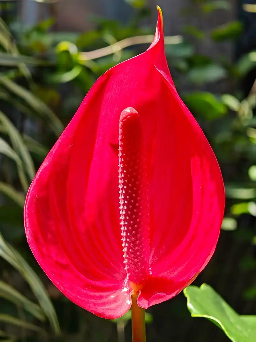 Close-up of an anthurium spathe with a central spadix