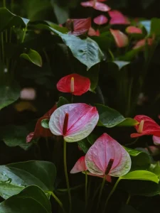 Why Are My Anthurium Leaves Turning Brown? Causes & Fixes