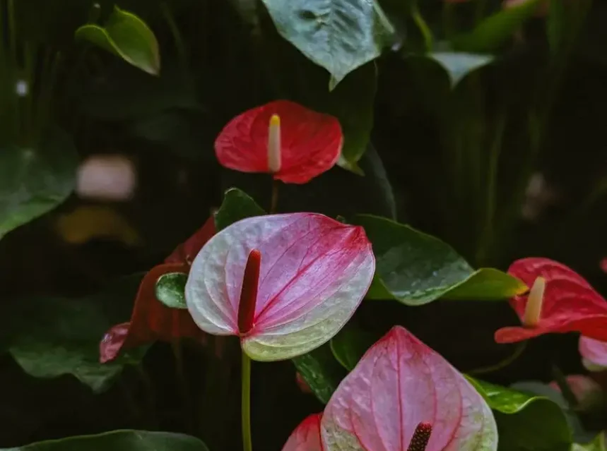 Why are my anthurium leaves turning brown — anthurium plants with pink and red flowers and green heart-shaped leaves