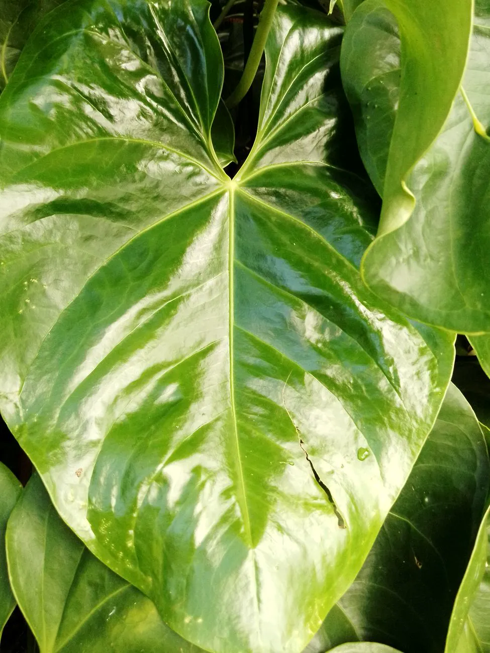 Large glossy anthurium leaf with clean unmarked edges and a small natural tear