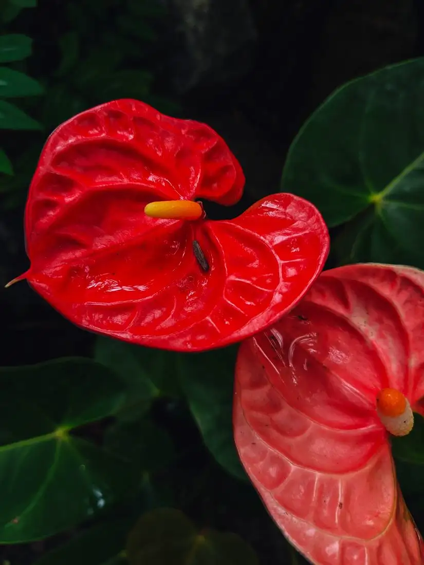 Close-up of red anthurium flowers and green leaves