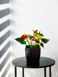 Why Are My Anthurium Leaves Turning Yellow? Causes & Fixes