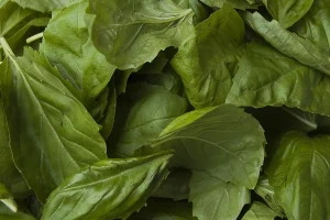 Why Are My Basil Leaves Turning Yellow? 7 Causes and Fixes